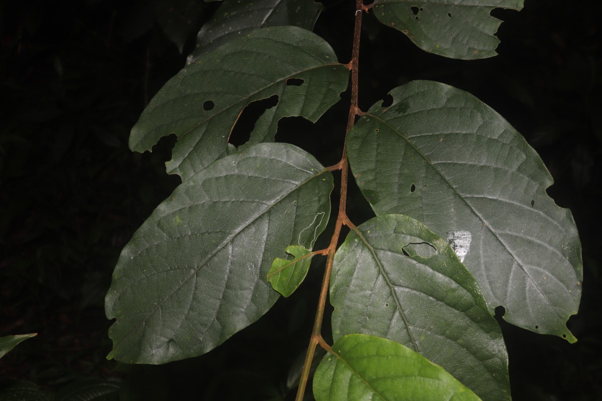 Prunus walkeri (Wight) Kalkman